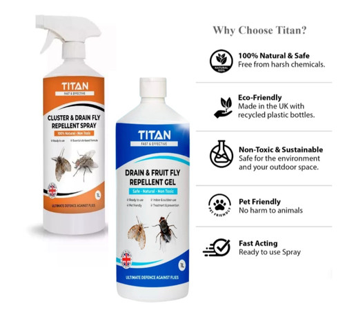 Fruit fly drain - fly,